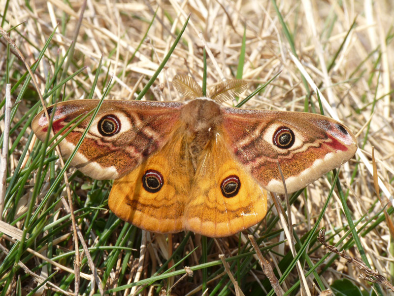 Saturnia minore